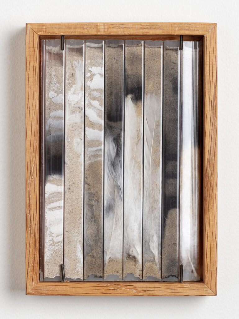Abby Flanagan, tract (woodthrush) 12, 2023, polycarbonate panel, feathers, sand, plaster, charcoal, artist’s oak frame, 5 ¾ x 4 ¼ in.