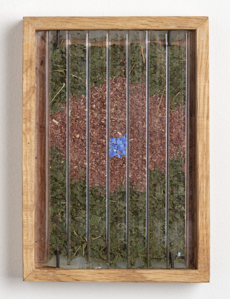 Abby Flanagan, tract (woodthrush) 3, 2023, polycarbonate panel, dried maple leaves, saw dust, blue pigment on paper, artist’s oak frame, 5 ¾ x 4 ¼ in.